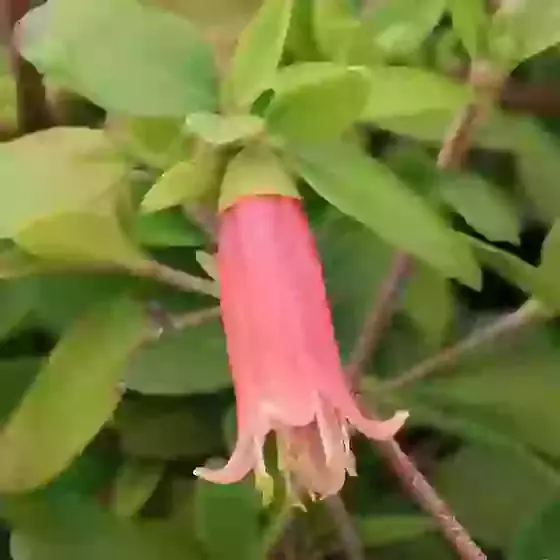 Correa Dusky Bells Australian Fuchsia